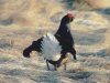 Black grouse